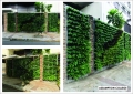 ASSUMPTION-COLLEGE Greenwall