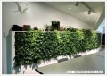 Flax conference room greenwall