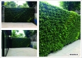 RESIDENCE Greenwall