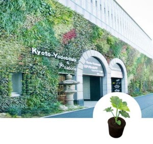 kyoto yodobashi |greenwall | vertical garden | living wall | 12