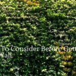 Factors To Consider Before Getting a Living Wall