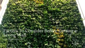 Factors To Consider Before Getting a Living Wall