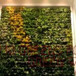 Top 10 Greens for A Vertical Garden