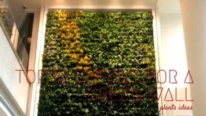 vertical garden ideas