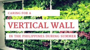 Caring for A Vertical Wall in the Philippines During Summer