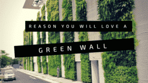 reasons for greenwall or vertical garden