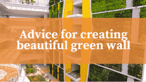 advice for creating beautiful green wall