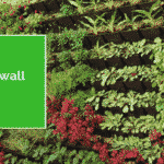 Is Green wall real?