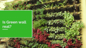 is green wall real 