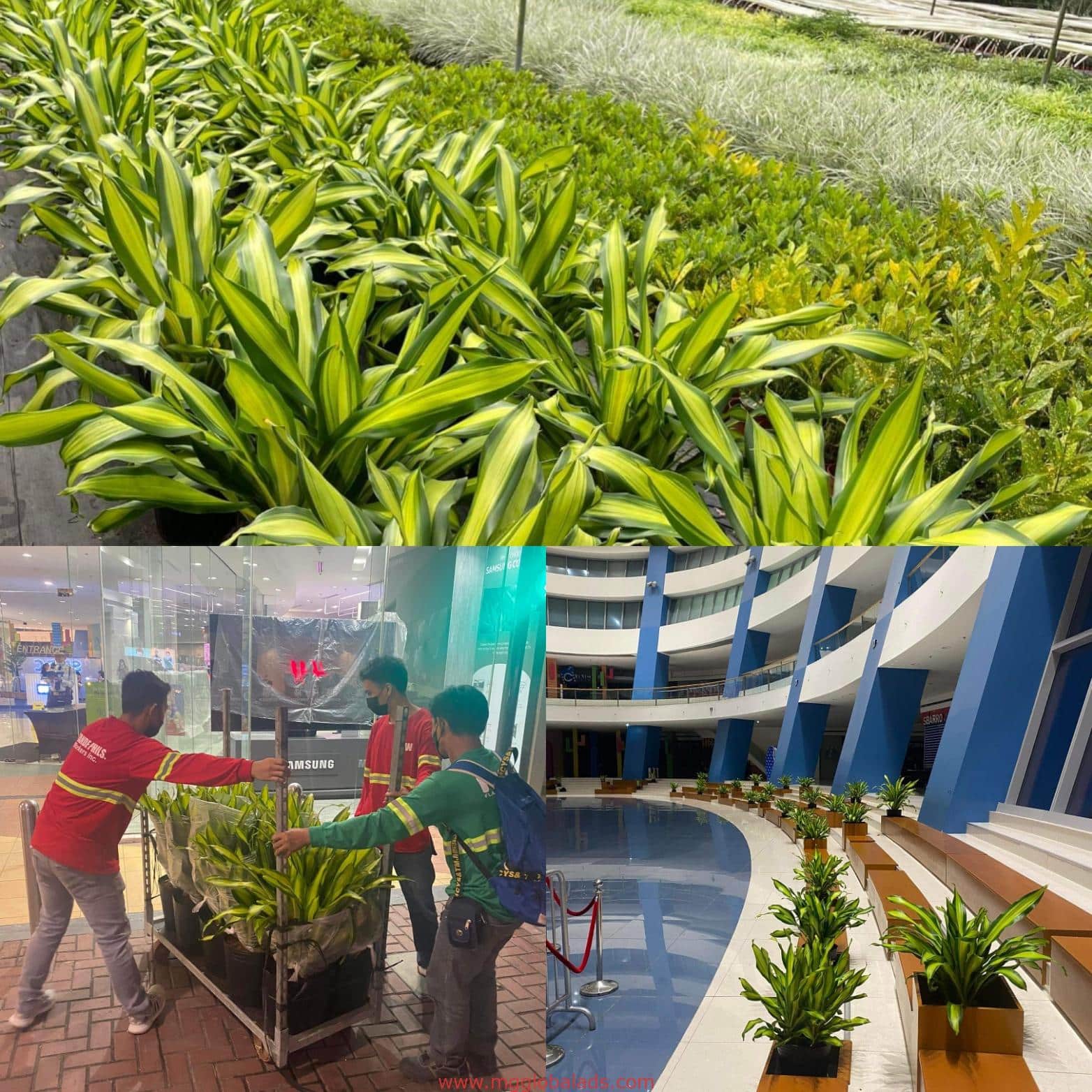 Curved acrylic building signage for a commercial client in Makati, with potted plants arranged outside by M&G Global Ads.