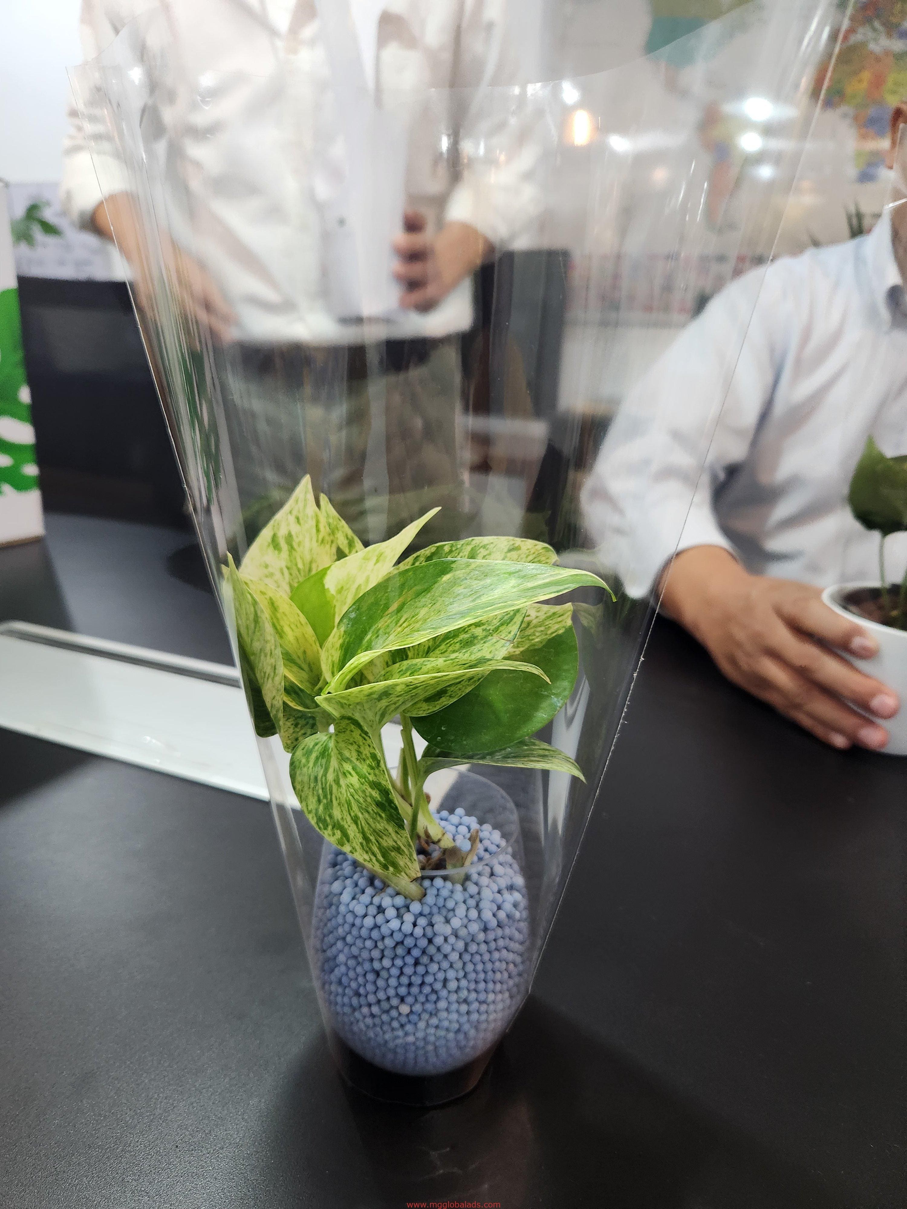Greenwall and Moss Wall for client meeting spotted in Makati, with potted plant centerpiece by M&G Global Ads.