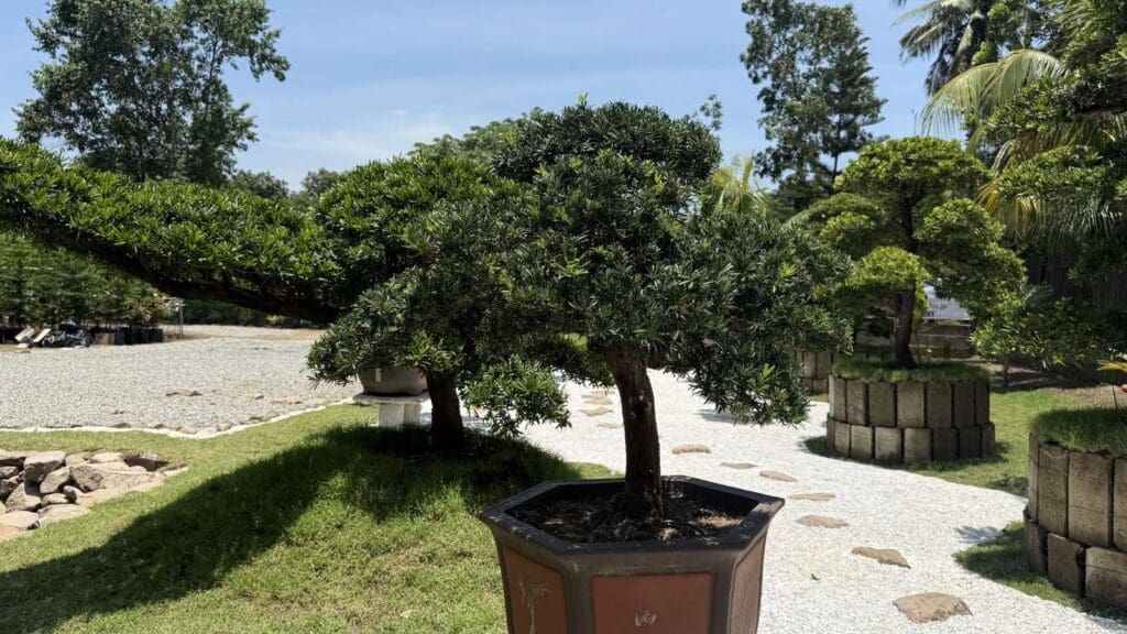 a bonsai tree in garden, gravel path,