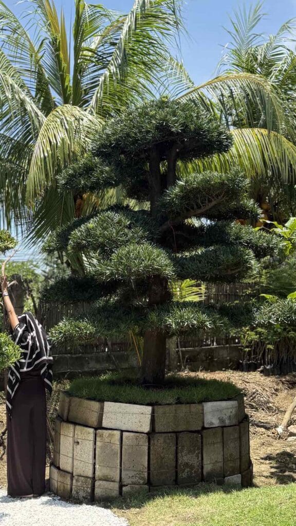 lush garden beside sculpted Bonsai tree