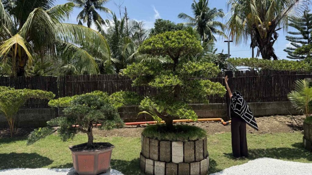 Bonsai Tree in a sunny garden, palm trees, wooden fence, person present.