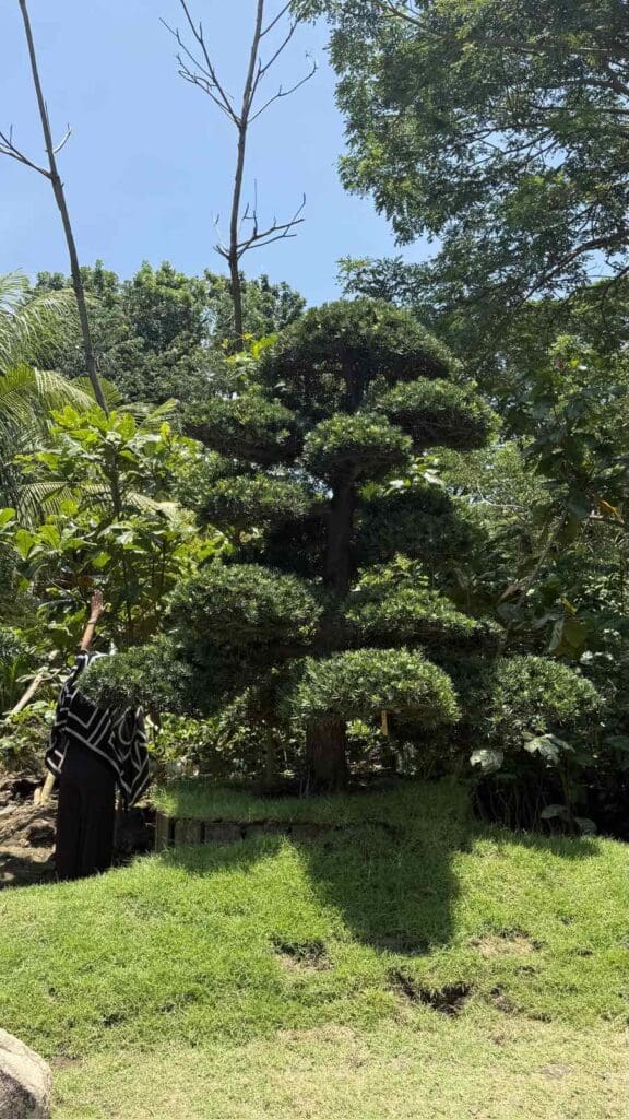 lush garden beside sculpted Bonsai tree