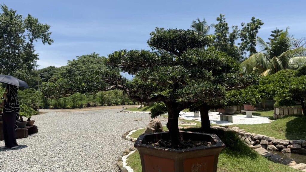 neatly trimmed bonsai in garden