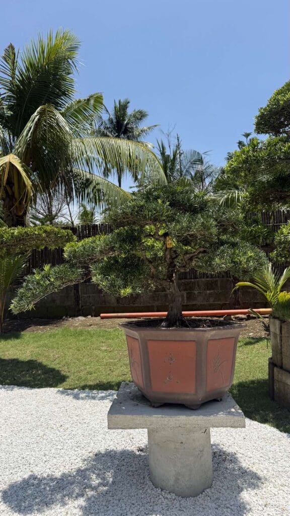 ornamental bonsai tress