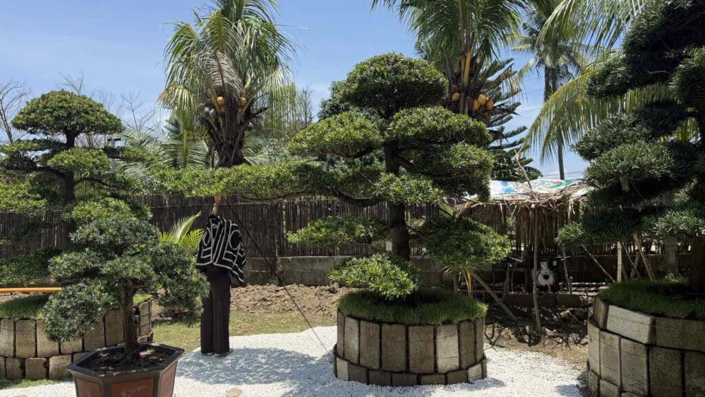 sunny garden with bonsai trees and palm trees, white gravel paths