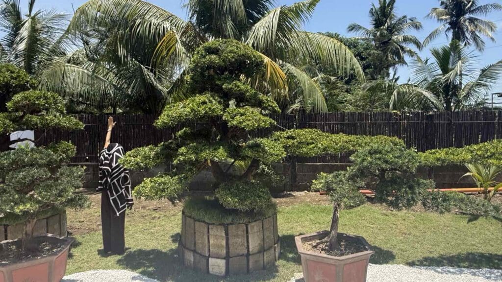 Three bonsai trees in large pots on lawn with palm trees, bamboo fence;